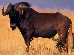 Hunting Black Wildebeest