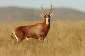 Hunting Blesbok