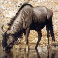 Hunting Blue Wildebeest