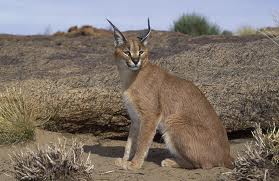 Hunting Caracal