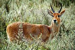 Hunting Mountain Reedbuck