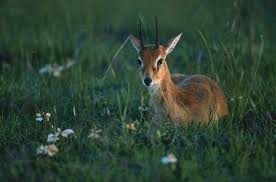 Hunting Oribi