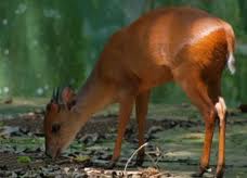 Hunting Red Duiker