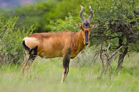 Hunting Red Hartebeest