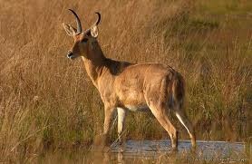 Hunting Reedbuck