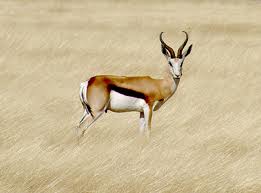 Hunting Springbok