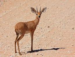 Hunting Steenbok