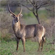 Hunting Waterbuck