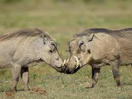 hunting warthog